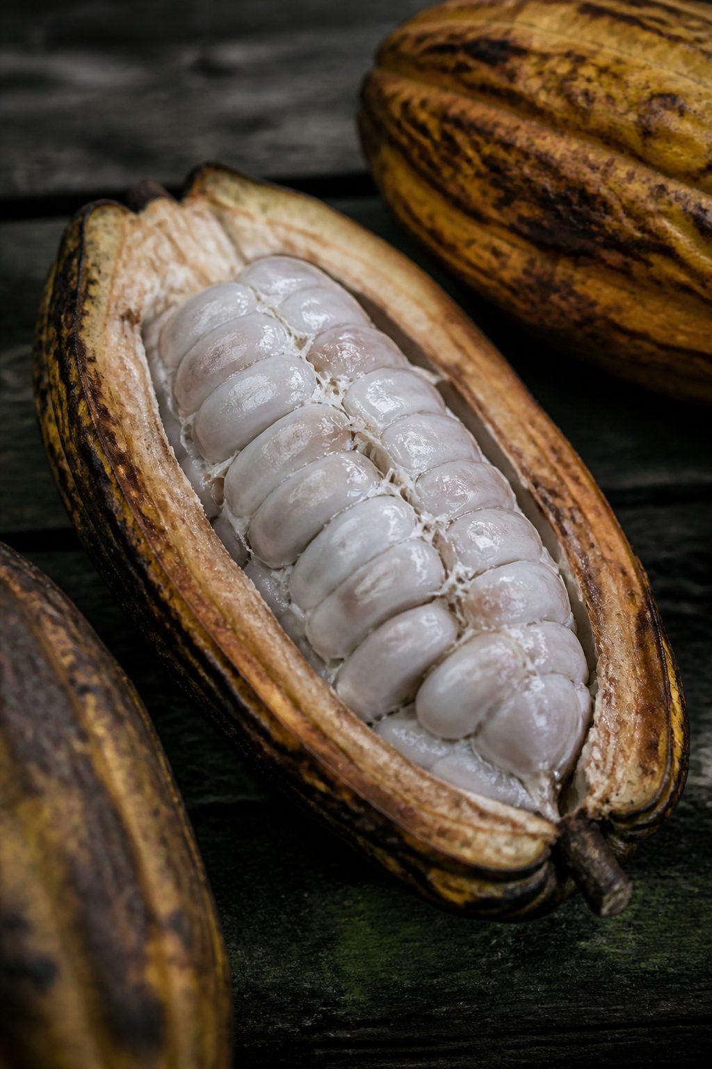 Reference specimen: a whole Theobroma cacao pod, opened to show beans in mucilage.