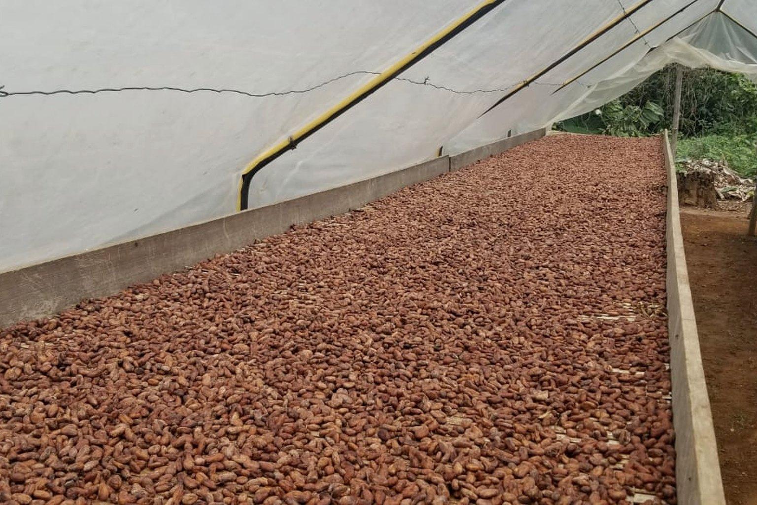 TrueHarvest Cocoa: fermented beans spread to dry on a raised bed, turned by hand.