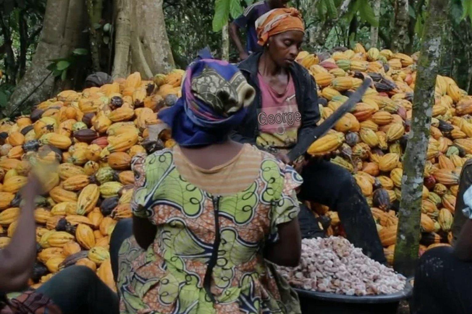 TrueHarvest Cocoa: the harvest gathered and opened at the edge of the grove.