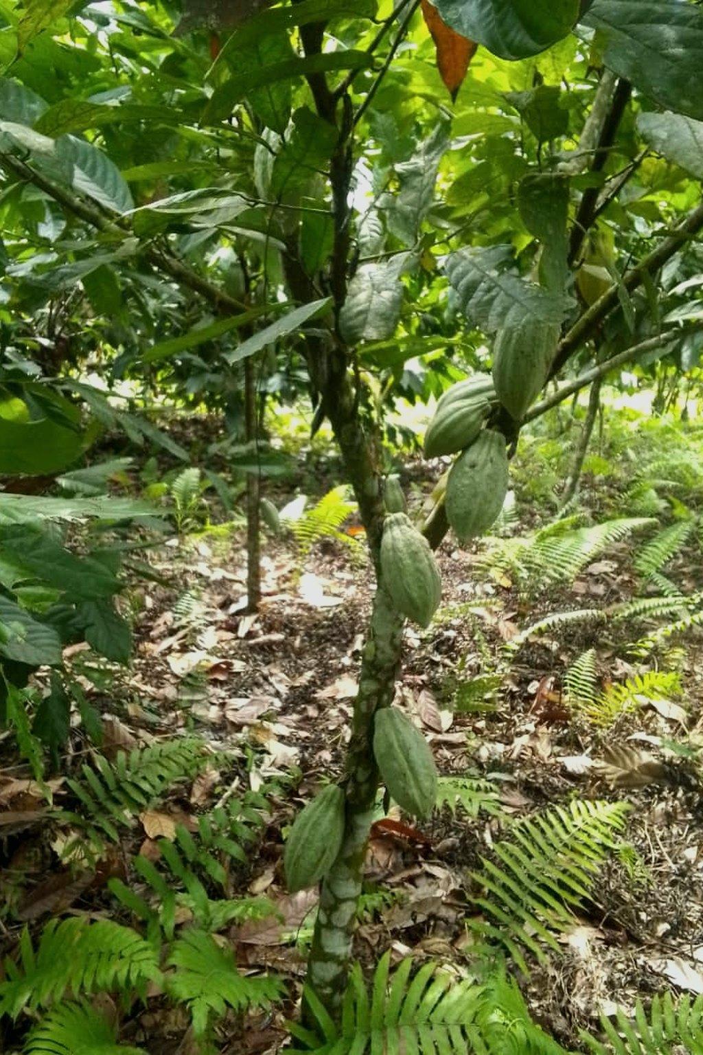 TrueHarvest Cocoa: green pods ripening on the trunk under the canopy.