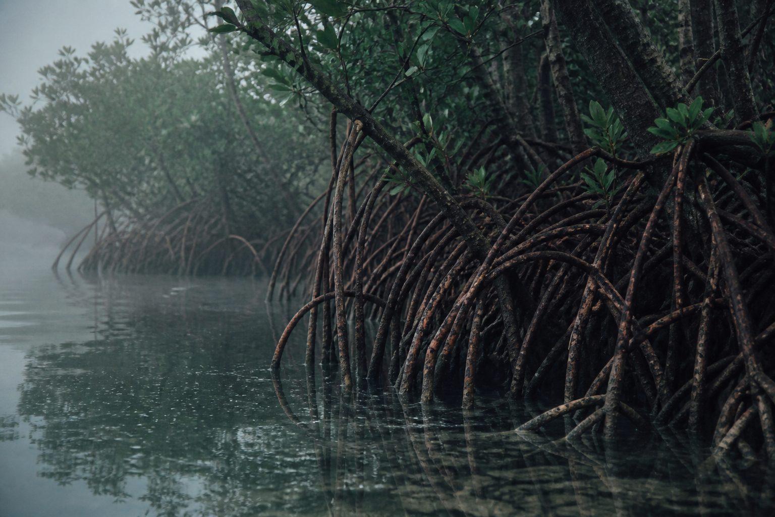Reference specimen: Rhizophora racemosa prop roots arching into estuarine water at low tide.