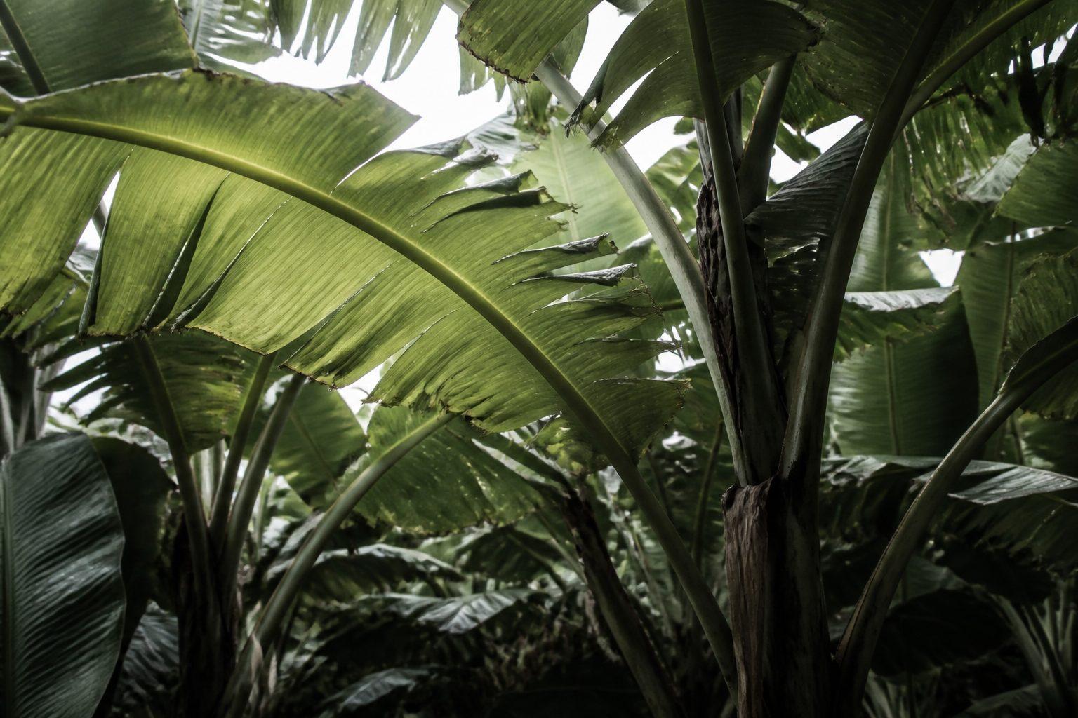 Reference specimen: a plantain grove, broad leaves backlit to show parallel venation.