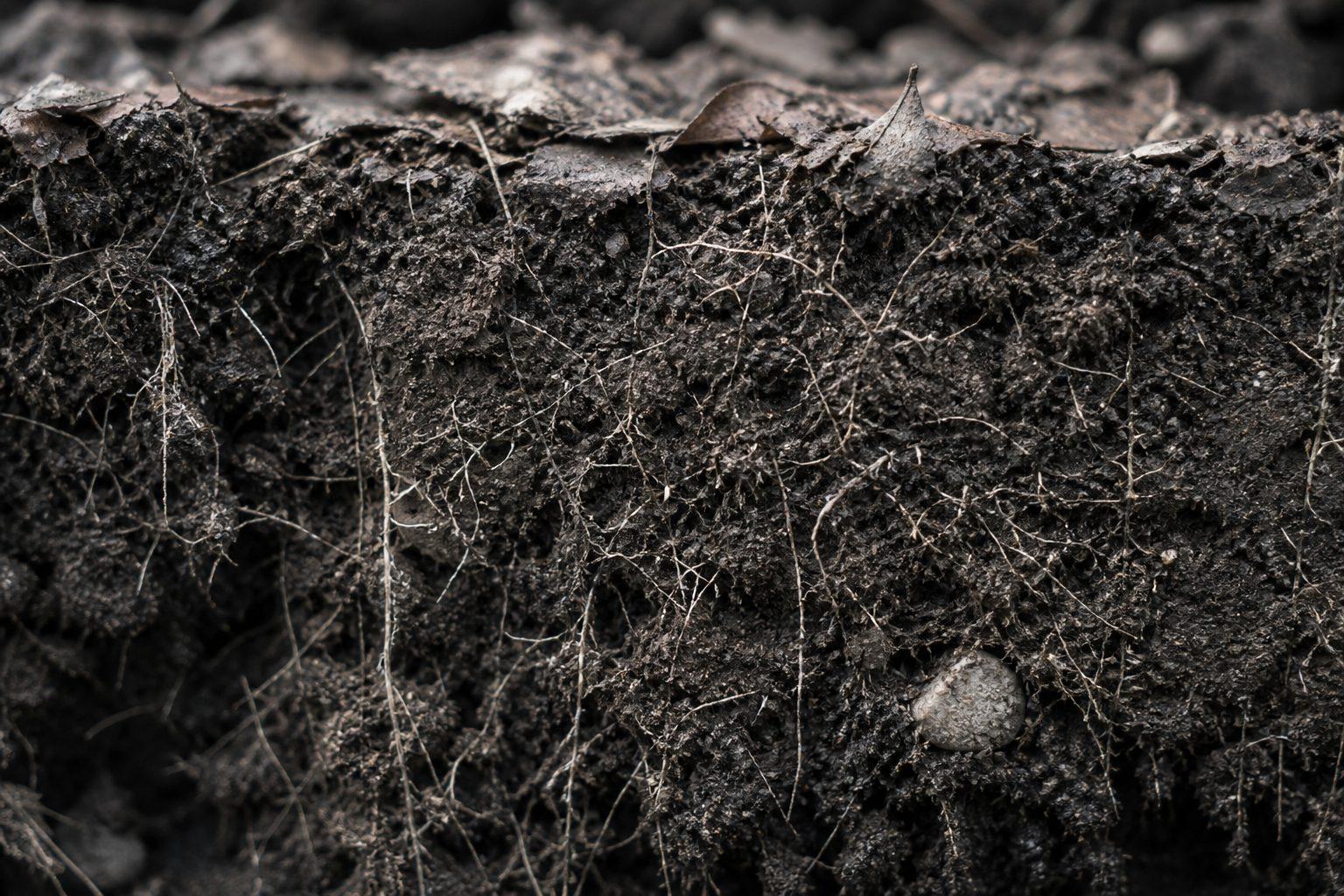 Reference specimen: a soil profile in cross-section, fine root hairs threading dark humus.